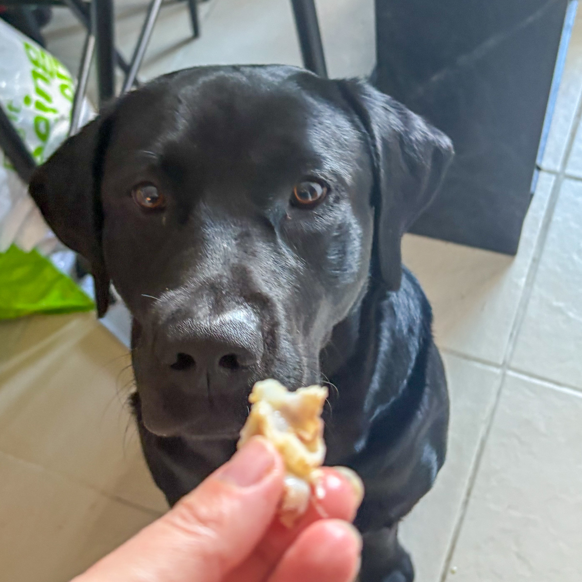 Black labrador being offered soft chicken cartilage from Russian chicken soup recipe