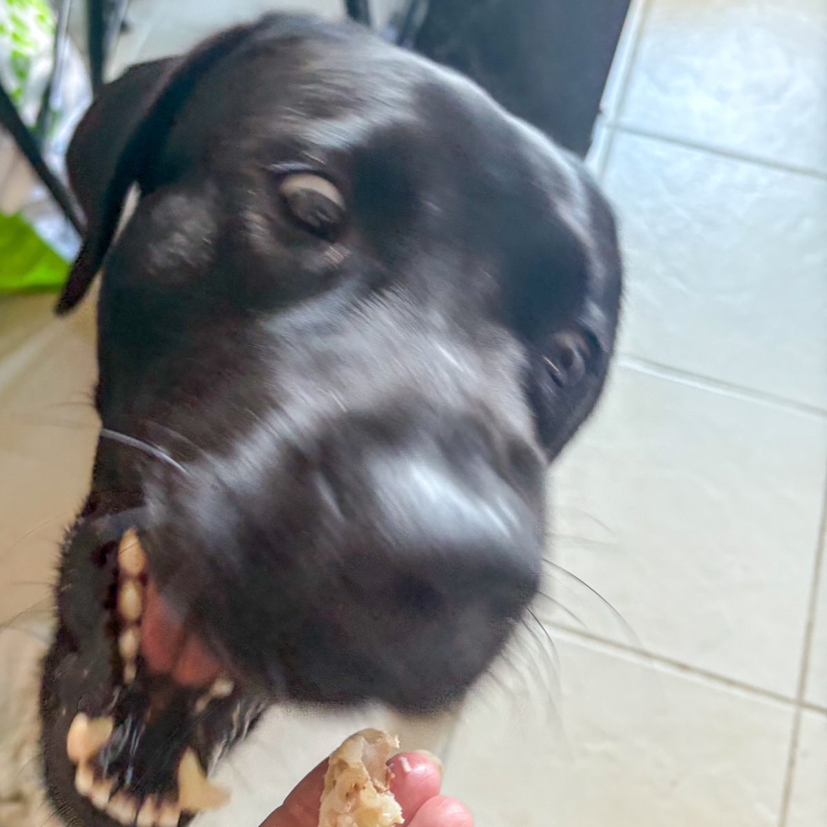 Happy black lab eating soft chicken cartilage treat from Russian chicken soup